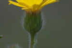 Soft goldenaster